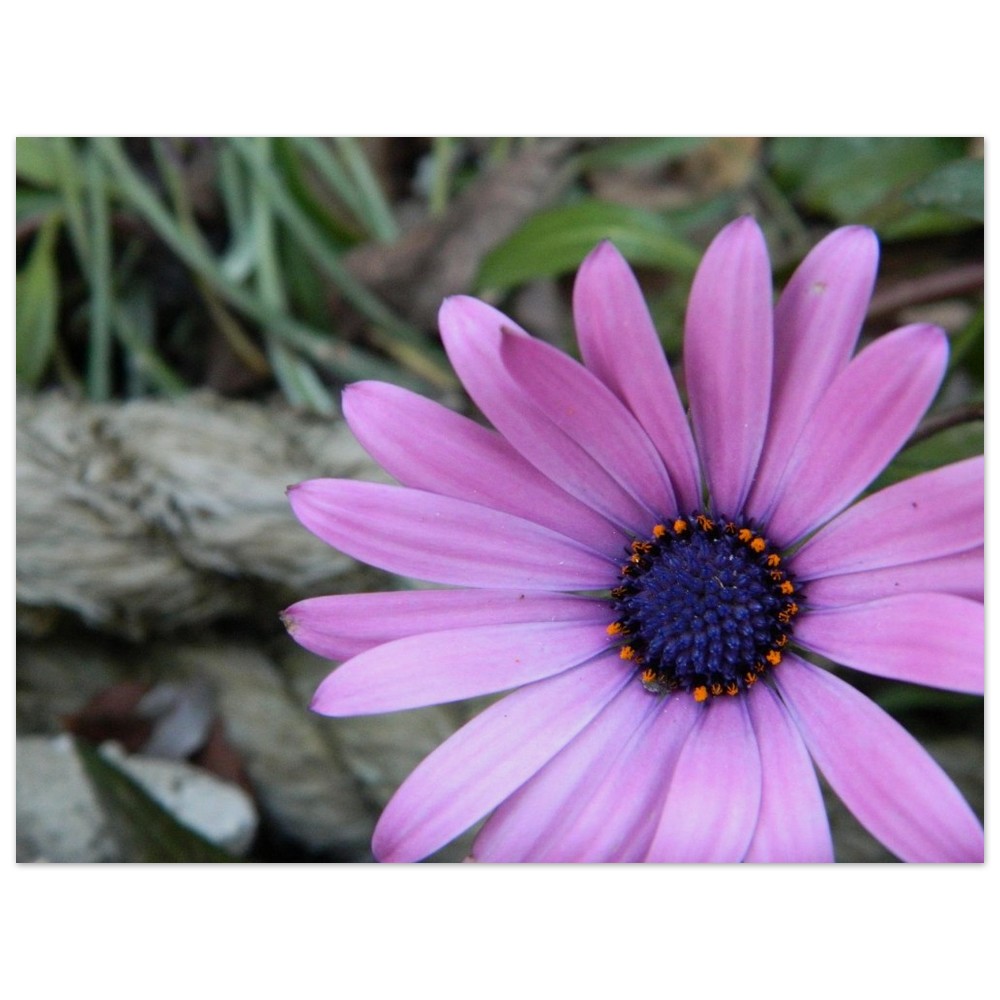 Museum-Quality Matte Paper Poster