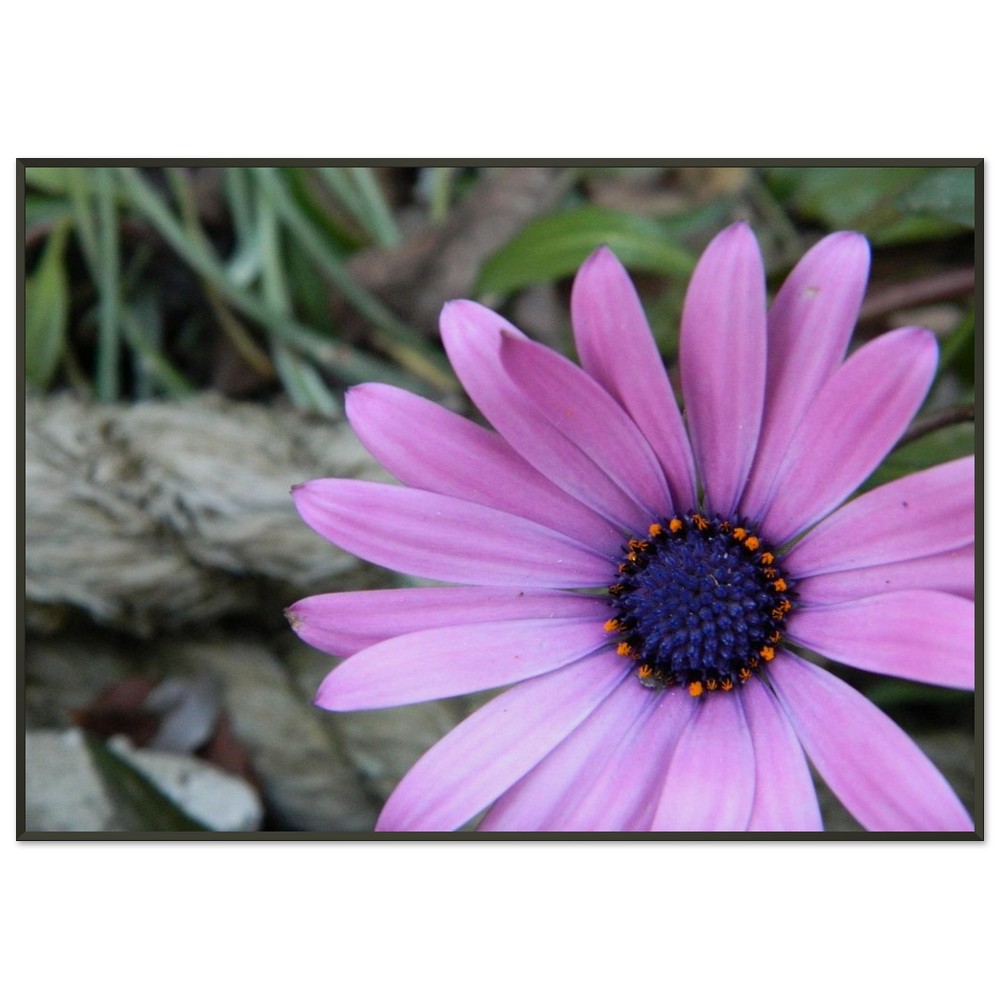 Museum-Quality Matte Paper Metal Framed Poster