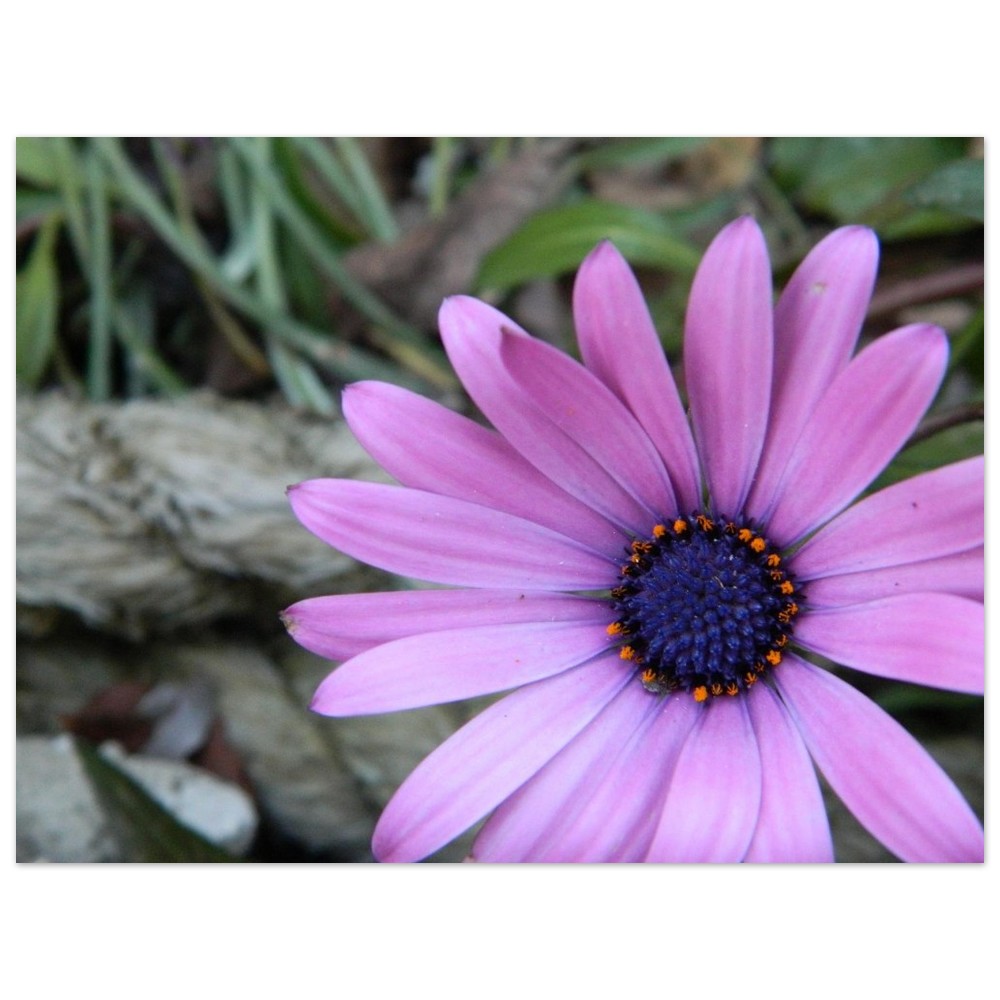 Premium Matte Paper Poster