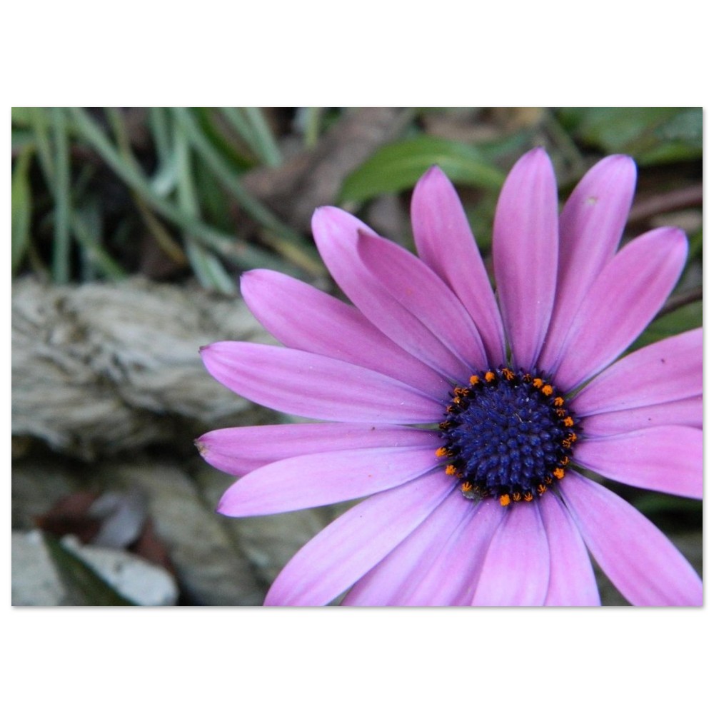 Classic Semi-Glossy Paper Poster