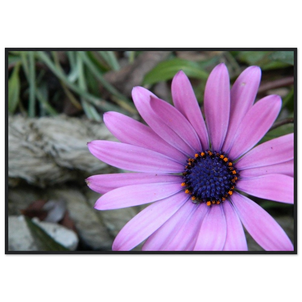 Classic Matte Paper Wooden Framed Poster