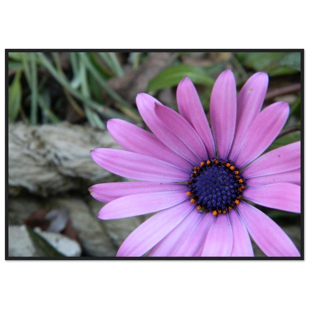 Premium Matte Paper Wooden Framed Poster